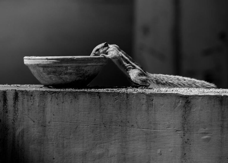 מכלול החיים: כיצד לשמור על איזון בין לימודים לחיים חברתיים